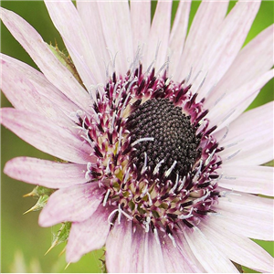 Berkheya Purpurea